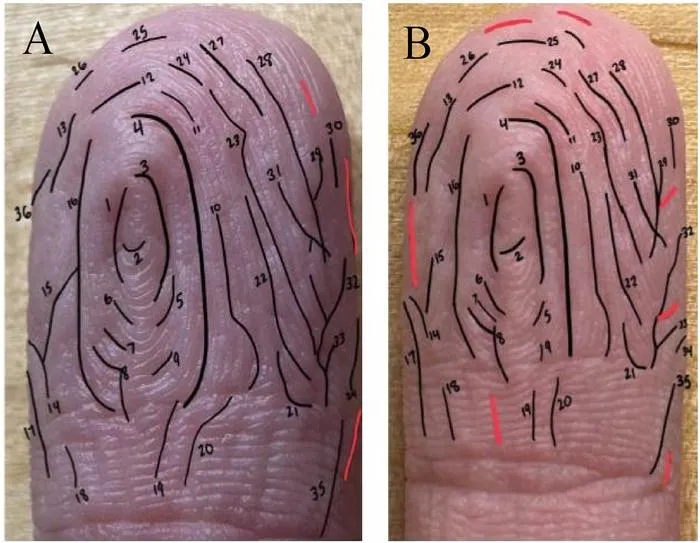 Establishing wrinkle pairs