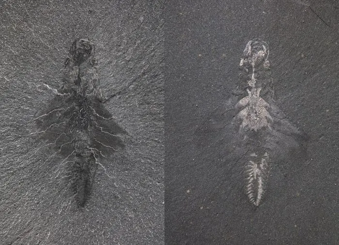 Fossil specimen of Mosura fentoni, ROMIP 66108