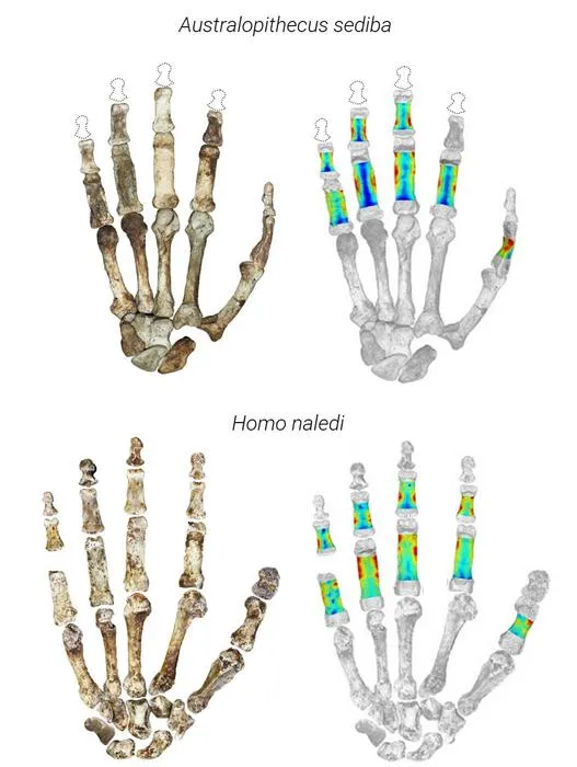 Fossil hands of Australopithecus sediba and Homo naledi