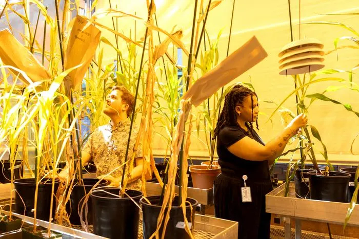 NYU researchers grow corn