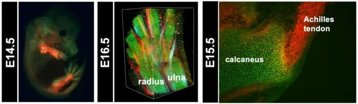 Figure 3. Visualization of cartilage and tendons/ligaments using ScxTomato;Sox9EGFP mice