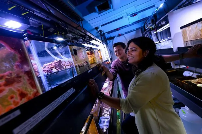 Coral Reef Ecophysiology and Engineering Lab invents new material that may boost coral reef restoration