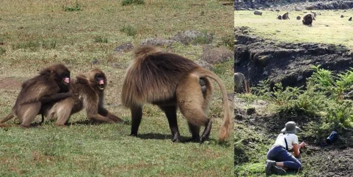 Wild gelada monkeys detect emotional and prosocial cues in vocal exchanges during aggression