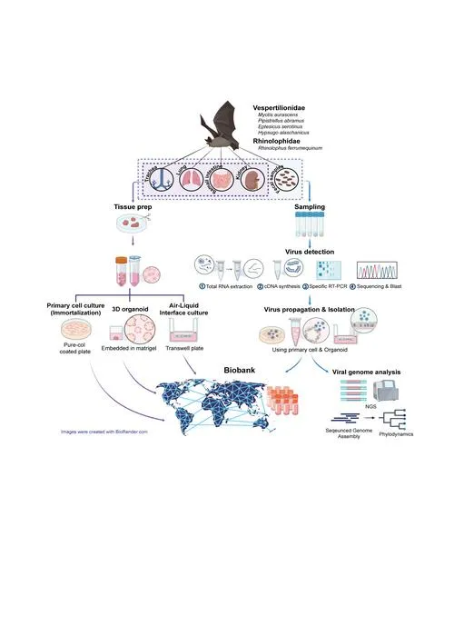 Figure 1. How scientists built a multi-species bat organoid platform to track and fight emerging viruses