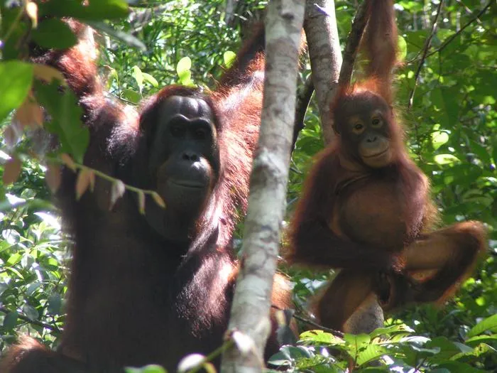 Sumerian Orangutans - 1