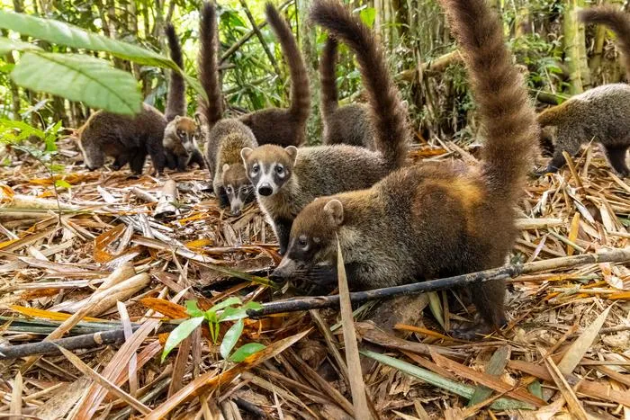 coati