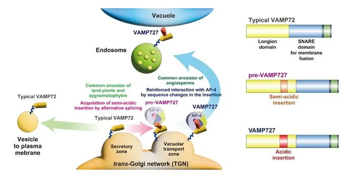 How VAMP72 evolved into VAMP727 through stepwise changes in plants