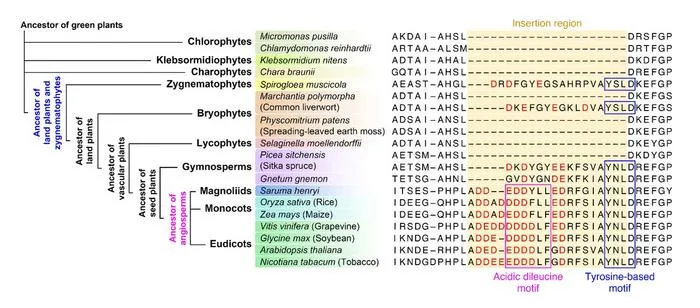 Stepwise Evolution of Insertion Sequences in VAMP72 Proteins Across the Green Plant Lineage