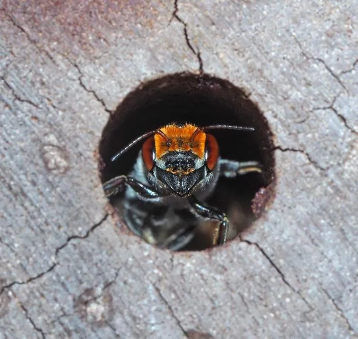 A bee (Megachile speluncarum) rests in a bee hotel