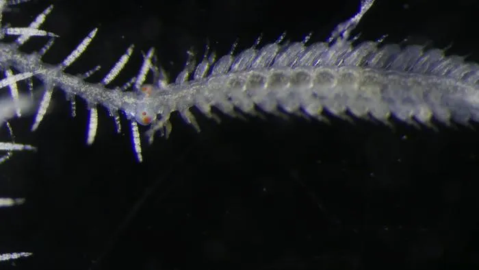 Male stolen (right hand side): one of the worm's independent reproductive units