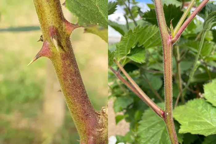 Detecting thorns