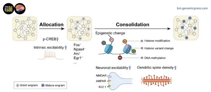 Dynamic mechanisms of engram maturation.