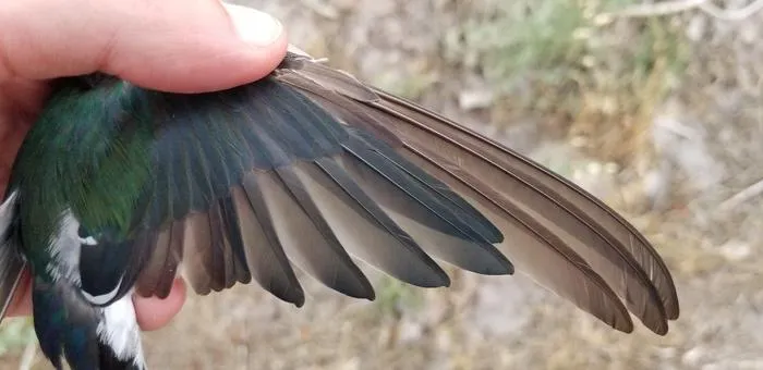 swallow wing