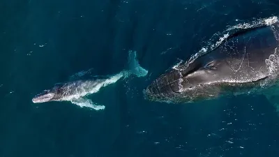 A mother and baby humpback whale in Kiama, New South Wales, Australia