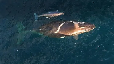 A mother and baby whale swim at Kiama, New South Wales, Australia