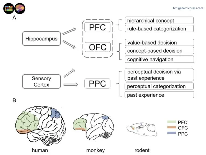 Neural circuits associated with three cortical regions in cognitive generalization with different manifestations from different species.