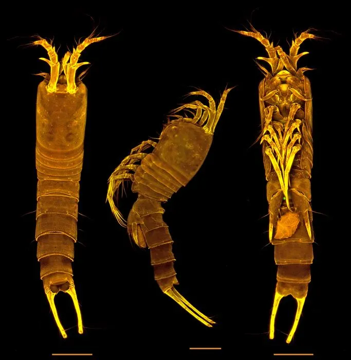 Tetragoniceps bermudensis