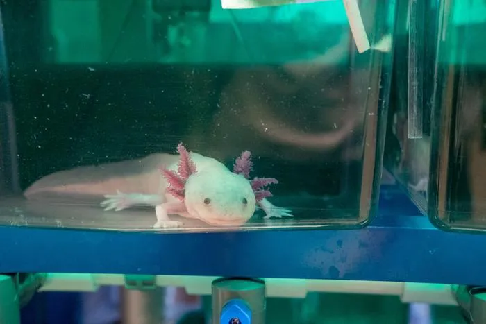 Axolotl