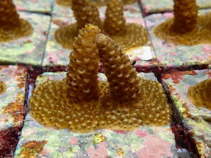Acropora aspera