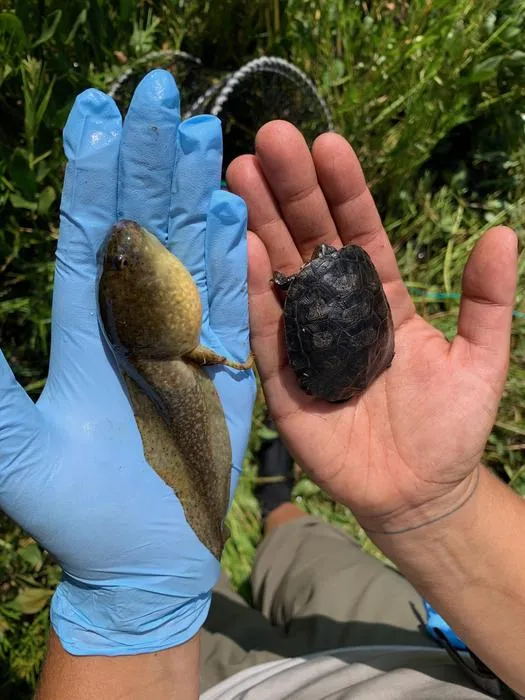 Bullfrog tadpole next to turtle hatchling