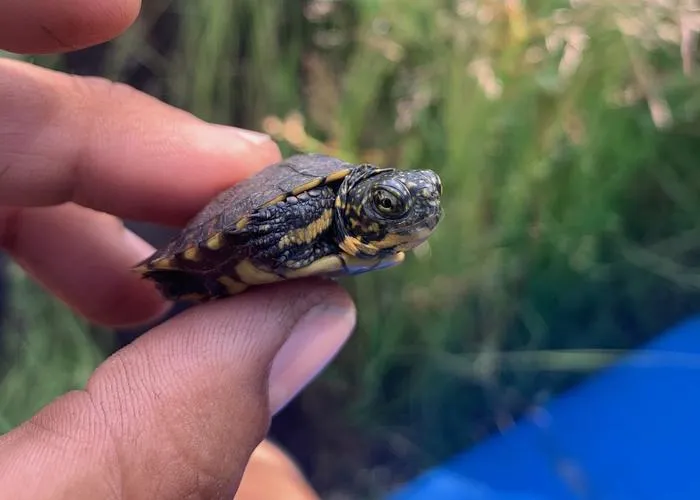 Cute turtle hatchling