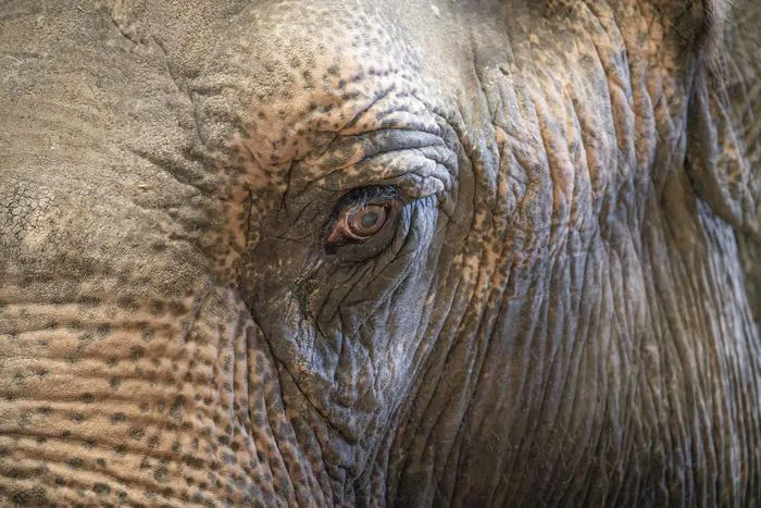 Close-up of the face of an Asian elephant