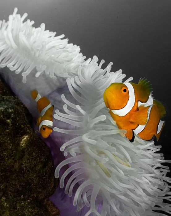 A clown anemonefish