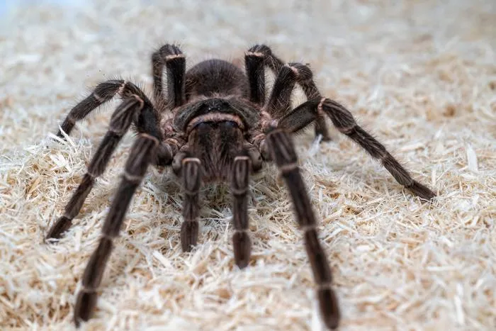 Salmon pink tarantula