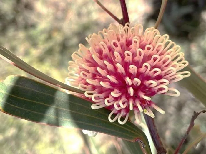 Hakea laurina (pincushion hakea)