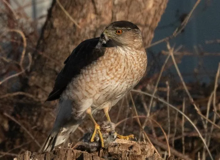 Adult Cooper’s hawk