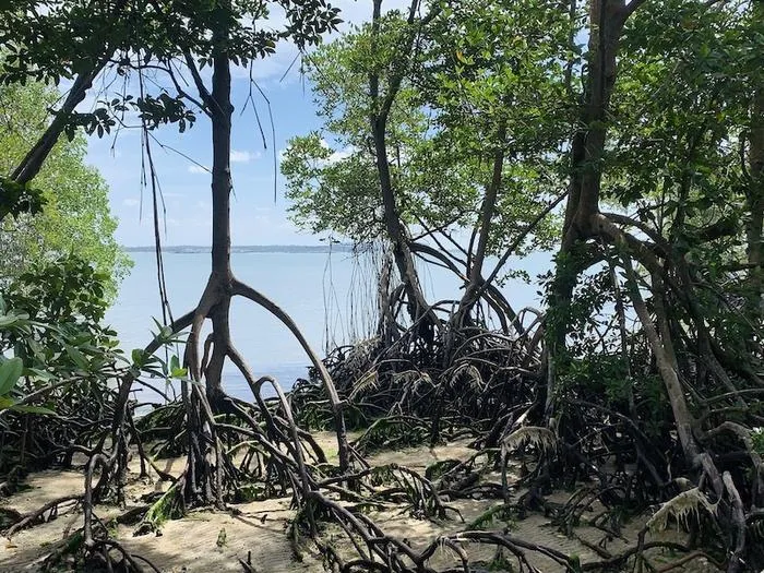 Study shows how El Niño and La Niña climate swings threaten mangroves worldwide