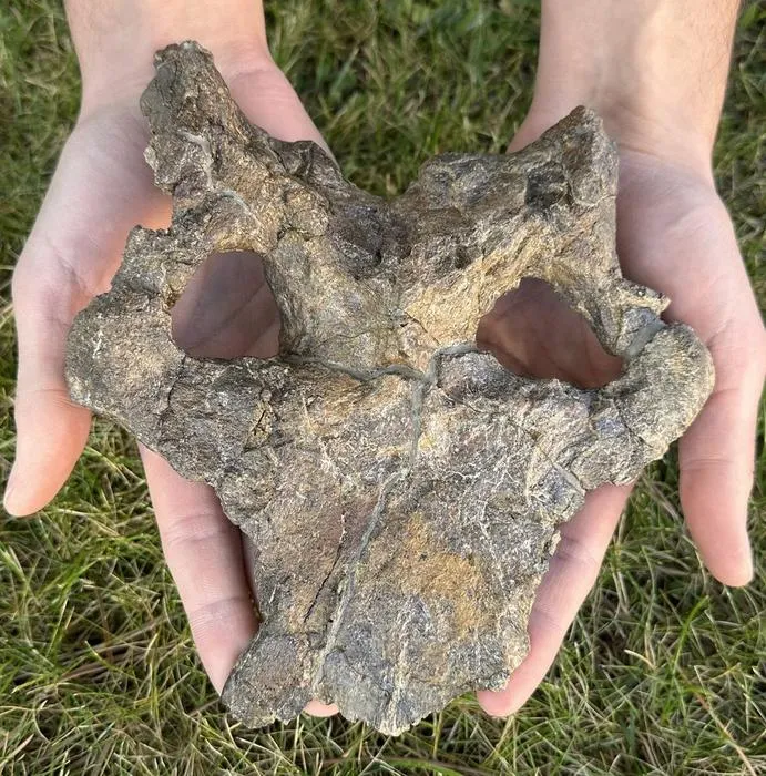 Close-up photograph of the Dacentrurus armatus skull