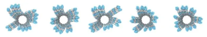 Cellular scaffolding secrets unlocked