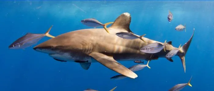 Female oceanic whitetip shark