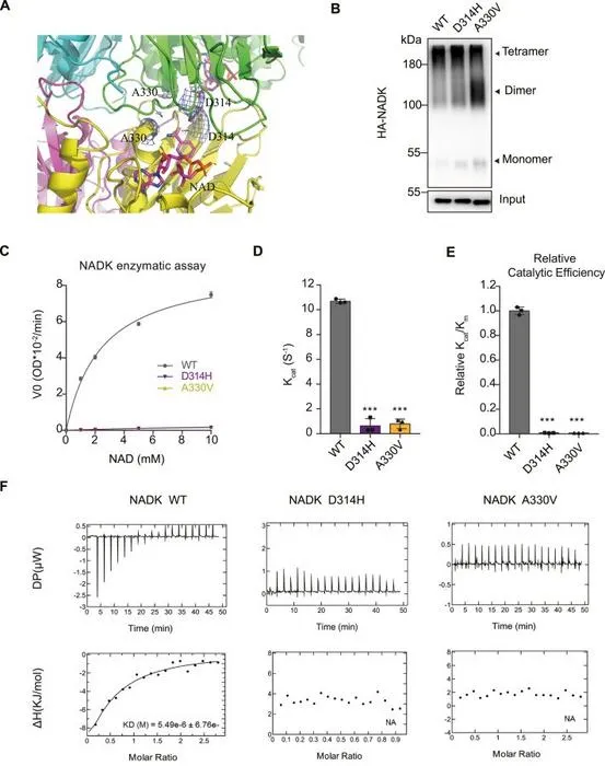 Tetramer interface mutations modulate NADK activity.