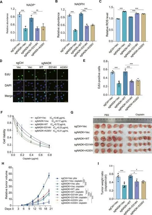 Tetramer interface mutations affect cancer cell proliferation and increase chemotherapy response.