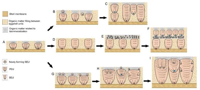 Formation mechanism of dinosaur eggshells containing SEUs