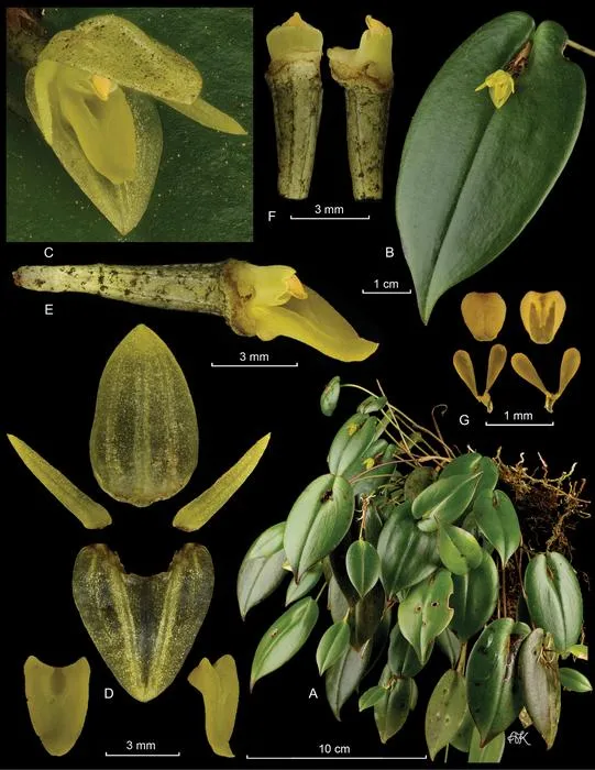 Pleurothallis matrisilvae