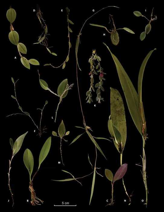 Prolific ramicauls in species across Pleurothallidinae.