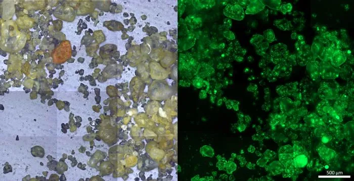 Colonization of sand by microorganisms.