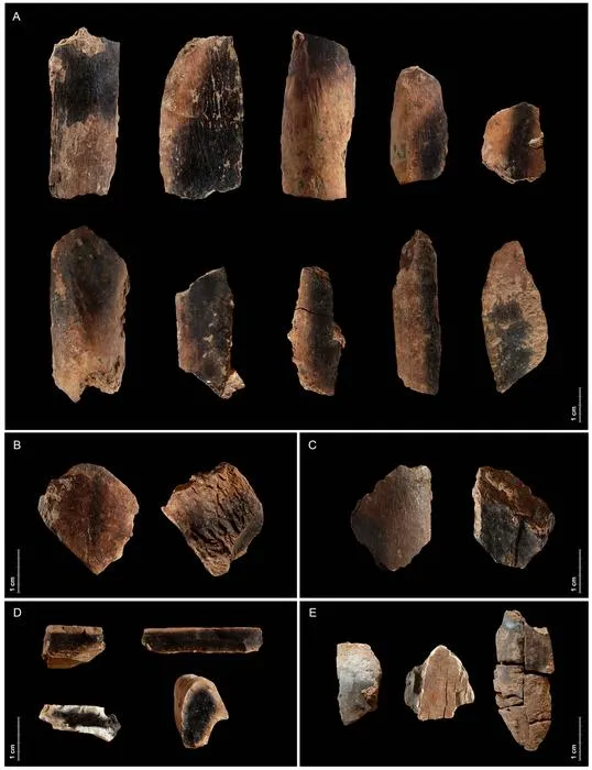 Burnt fallow deer bones from Qesem Cave. Qesem Cave Project