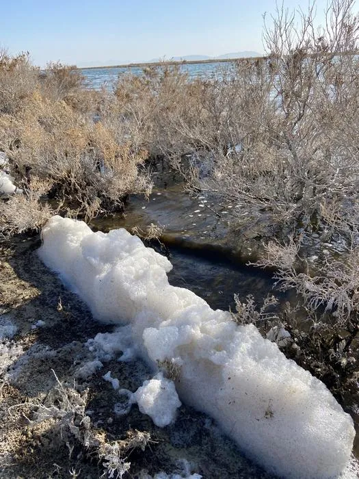Foam at water edge