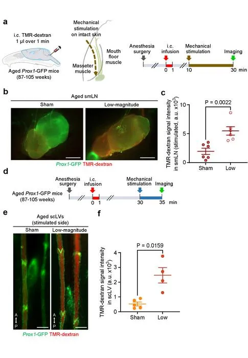 Figure 3. Precise skin stimulation restores brain fluid drainage in aged mice