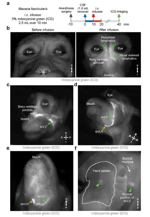 Figure 2. Brain fluid drains through facial and neck lymphatics in monkeys