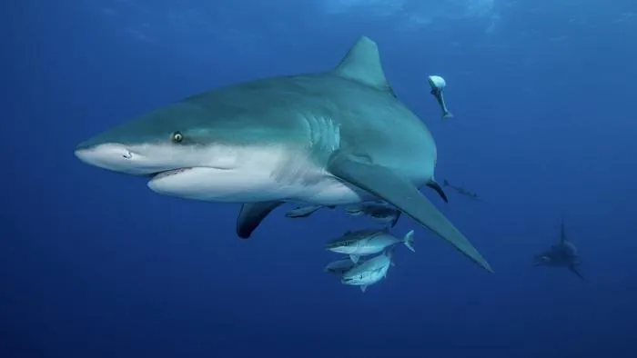 Shark
