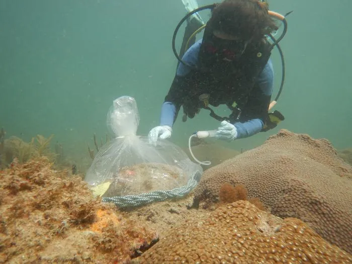Probiotic solution treatment of a great star coral colony infected with stony coral tissue loss disease