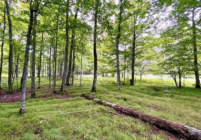 Raised agricultural beds at Sixty Islands archaeological site along the Menominee River.