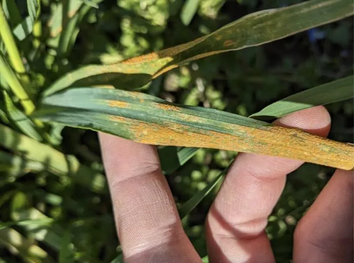 Wheat leaf with yellow rust
