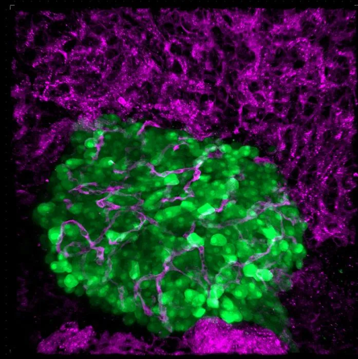 Confocal 3D imaging of the vascular network showed good vascularization of the islet portion of the HFI at specific times after transplantation.