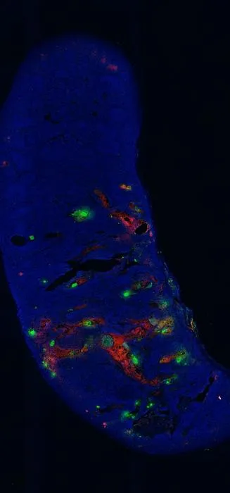 HFI-shielded islets grown well within the spleen.
